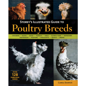 poultry-breeds